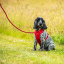Mountain Paws Dog Harness S red - kutyahám