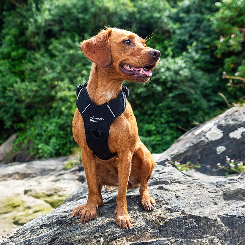 Mountain Paws Dog Harness S black - kutyahám