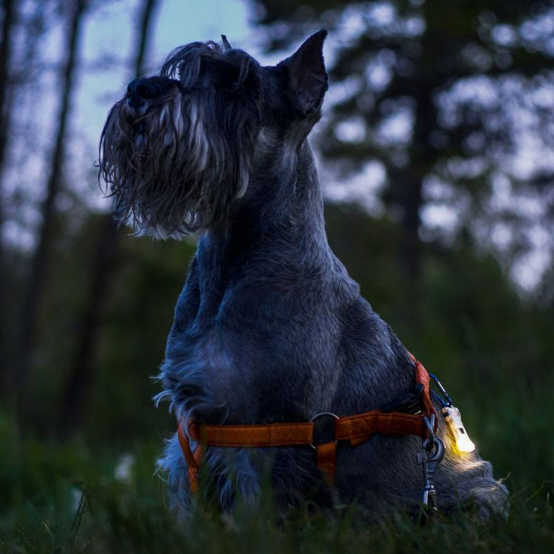 ARMYTEK Zippy Extended Set yellow amber
