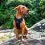 Mountain Paws Dog Harness S black - kutyahám