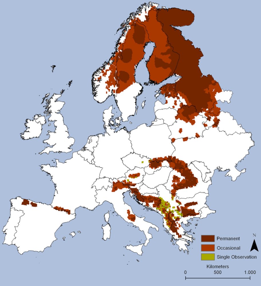 Bears in Europe Mapped